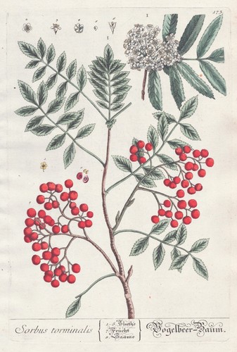 Mehlbeere sorbus vogelbeere - mehlbeere,