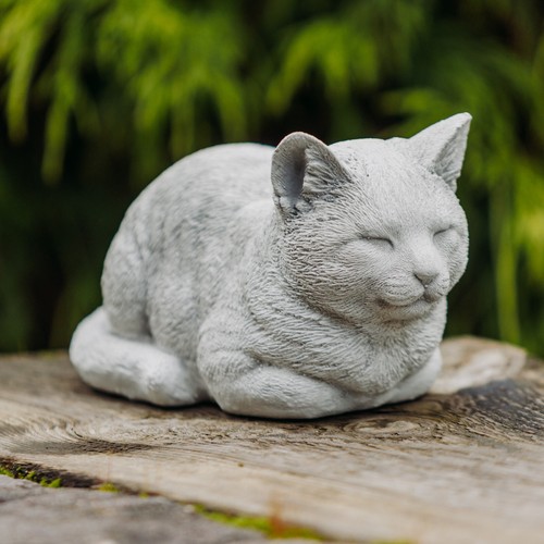 Katze kätzchen kater - kätzchen,