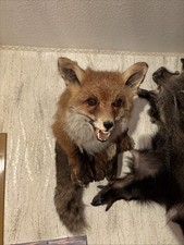 Ausgestopfter Fuchs –