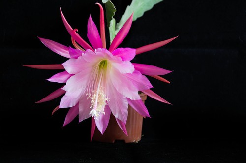 Epicactus chiyo matsumiya - epicactus,