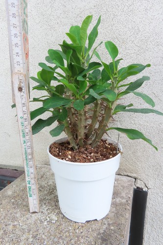 Euphorbia milii vulanus - , 2