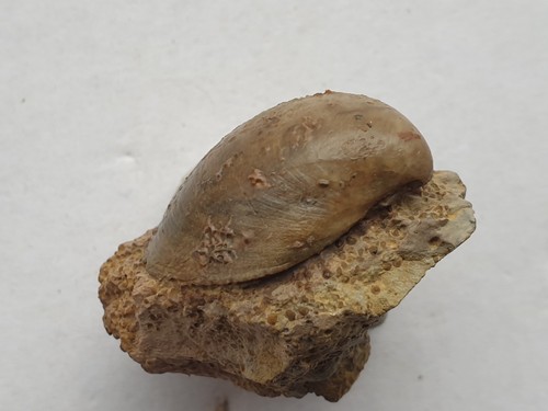 Protocardia buckmani - ,