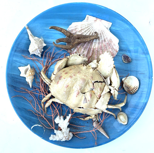 Shabby wandteller meerestiere - wandteller,