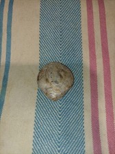 versteinerte muscheln Große