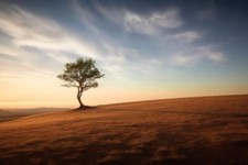 Wandbild: Einsamer Baum am