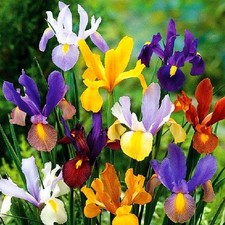 Iris Rhizom Blumenzwiebeln