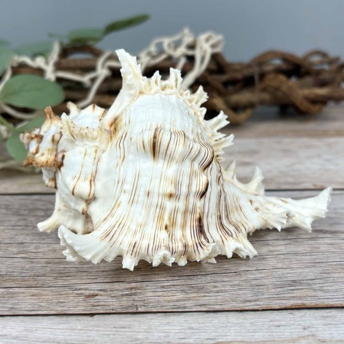 Murex ramosus 13cm echte - ramosus,