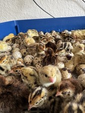 48x Bruteier Wachteln