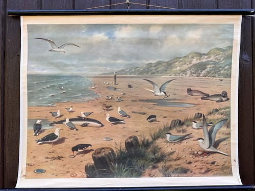 Schulwandkarte strand - -,