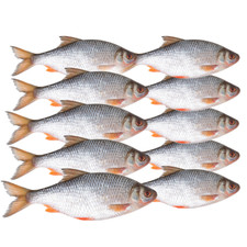 Köderfische Rotaugen gefroren