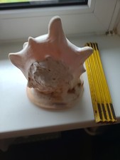 Large Shell Riesen Conchiglia Cassis Cornuta Muschel Koralle Meeresschneke 1060g