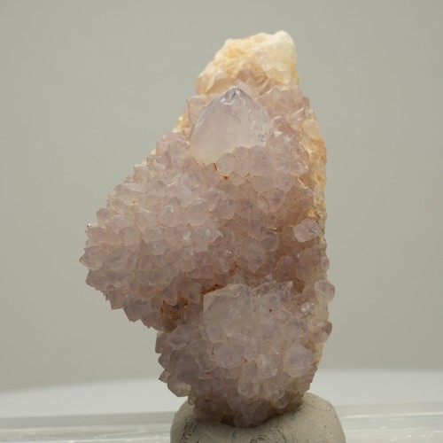 Seltene kaktus amethyst - kaktus,