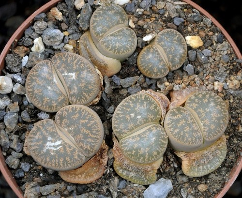 Lithops lesliei samen - lithops,