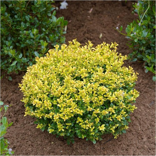 Ilex crenata golden - 1, x