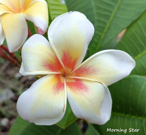 Frangipani plumeria morning - plumeria,