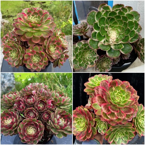 Aeonium lotus seat - lotus, /