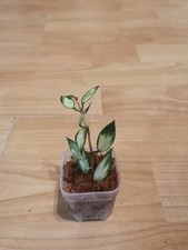 Hoya Lacunosa variegata