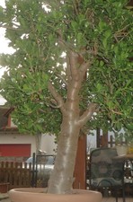 Risieger Pfennig - Baum - Geld - Baum