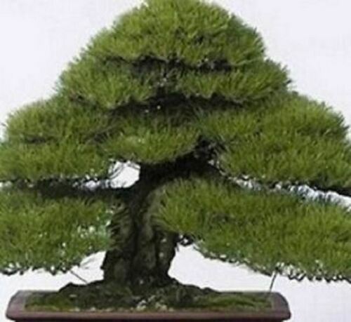 Bonsaisamen bonsai samen - bonsaisamen,