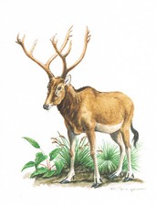 Davidshirsch Paarhufer Hirsche