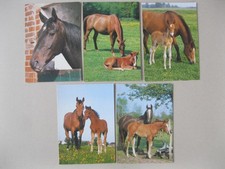 5 Postkarten Ansichtskarten Pferd Pferde Fohlen LANG MEISTERBILD aus Sammlung