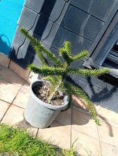 Andentanne Chilenische