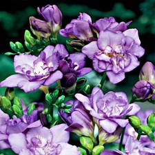 Zwiebel Blumenzwiebel Kübelpflanze Schnittpflanze Staudenbeet Gefüllte Freesie l