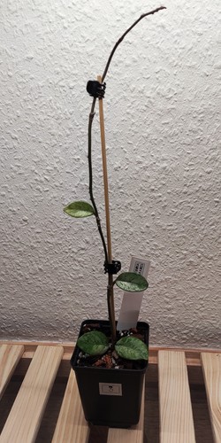 Hoya carnosa wilbur - hoya, graves