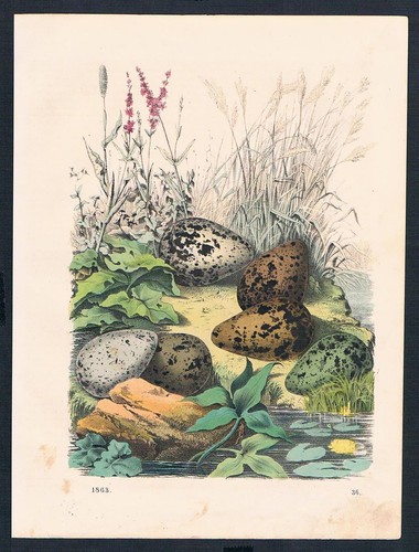 1863 kiebitz eier ei lapwing - 1863,
