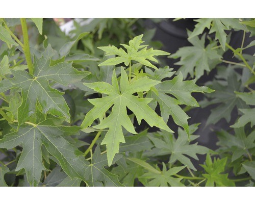 Amberbaum floraself - amberbaum,