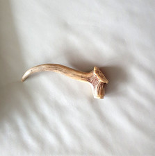 Kuriosität Hirschhorn Hand Griff für Stock  geschnitzt aus Abwurfstange