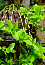 Two of  (Callisia fragrans)