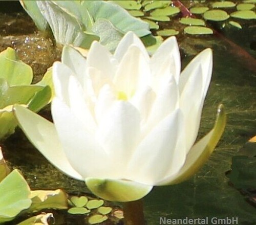 Weiße seerose winterharte - seerose,