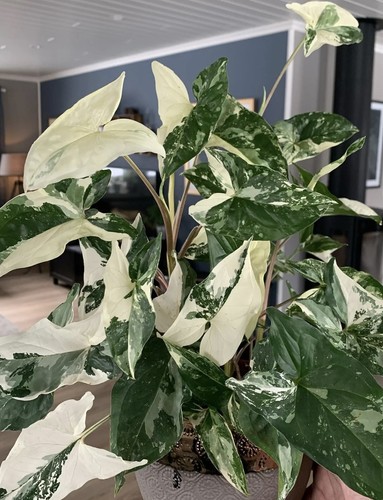 Syngonium albo baby plant - syngonium,