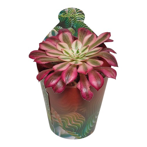 Aeonium mardi gras - aeonium,