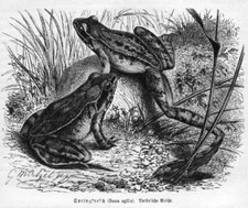Springfrosch Rana dalmatina Holzstich von 1892 FROSCH G. Mützel 