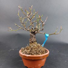 Bonsai - japanische Rose, Rosa