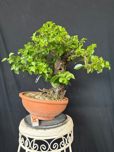 Steinweichsel mahaleb bonsai - steinweichsel,
