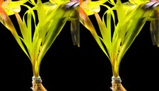 Wasserpflanzen Wolff 2 Bunde MUTTERPFLANZEN Riesenvallisneria/Vallisneria