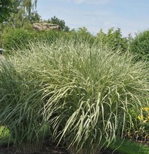 Chinaschilf Rigoletto - XXXL