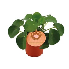 Pilea peperomioides - , –