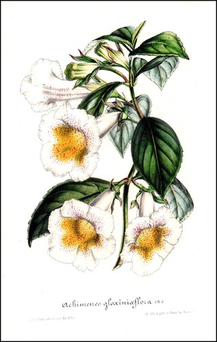 Achimenes gloxinia australien - achimenes,