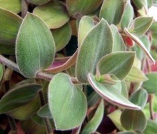 Tradescantia chrysophylla
