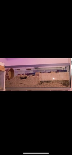 Hamster nagarium - hamster,