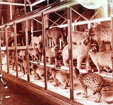 Raubkatzen Tier Ausgestopft