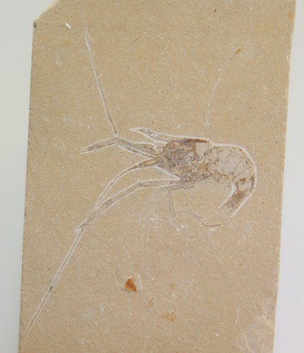 Krebse carpopenaeus - krebse,,