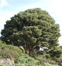 Japanische Strauchkiefer