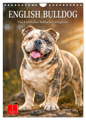 English bulldog für - bulldog,