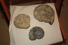 Ammonit Ceratit Nodusus