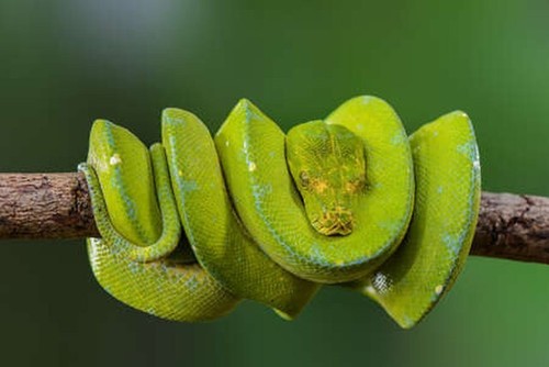 Wandbild grüne - wandbild:,